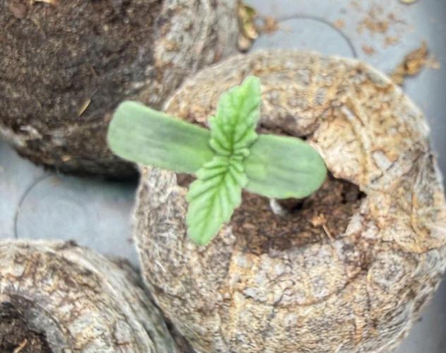 Pistachio #2025. Week 1 - #2 Day #6 #1