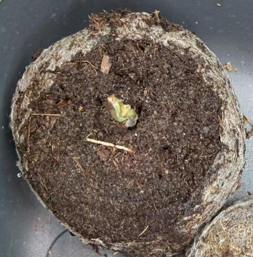 Pistachio #2025. Week 1 - # 2Day #6 #2