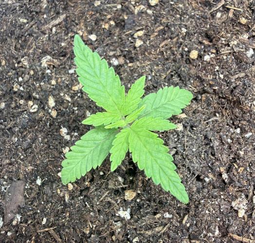 Jelly Donutz #2025. Week 2 - Day #22