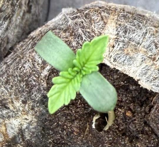 Jelly Donutz #2025. Week 1 - #2 Day #6 #1