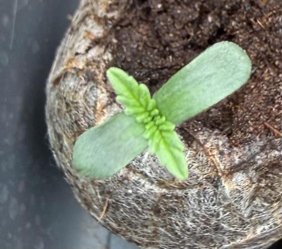 Jelly Donutz #2025. Week 1 - #2 Day #6 #2