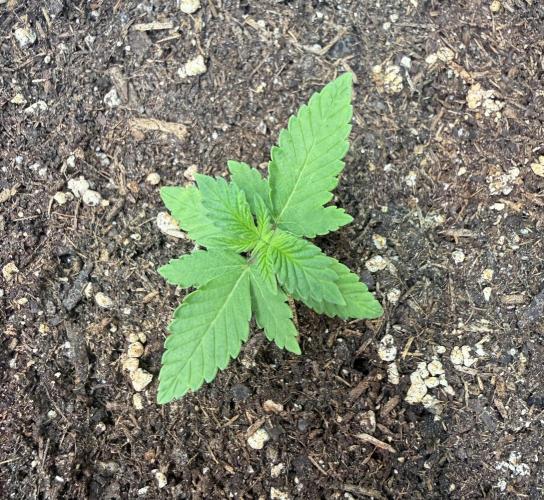 Orange Creampop #2025. Week 2 - Day #22