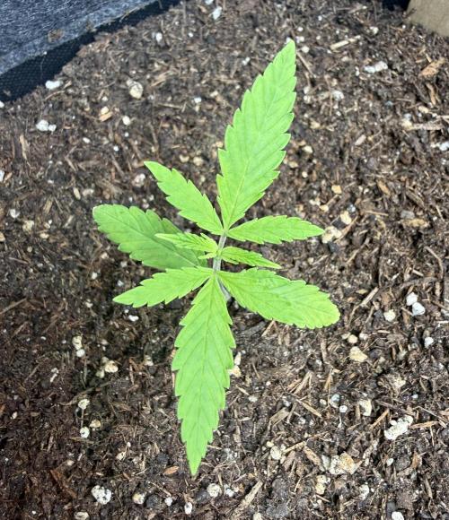 Pistachio #2025. Week 2 - Day #22