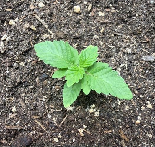 G.S. Cookies #2025. Week 2 - Day #22