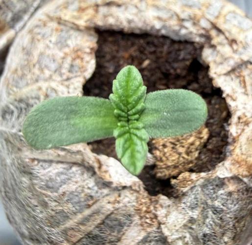 G.S. Cookies #2025. Week 1 - #2 Day #6 #1