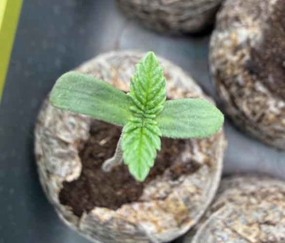 G.S. Cookies #2025. Week 1 - #2 Day #6 #2