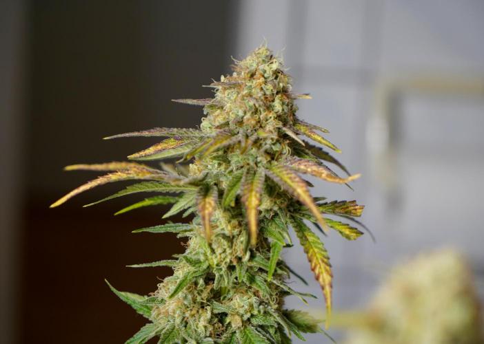 Gorilla Girl #2025. Week 13 - Day #91 F#53