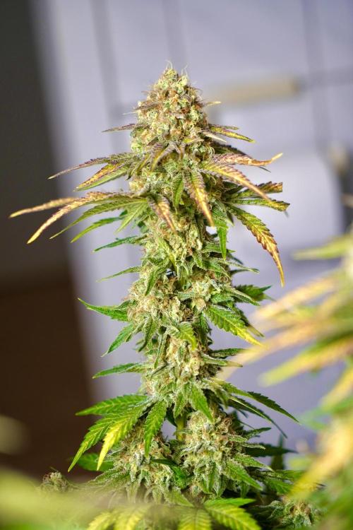 Gorilla Girl #2025. Week 13 - Day #91 F#53