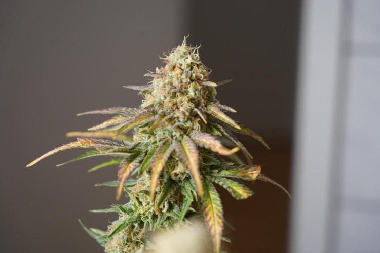 Gorilla Girl #2025. Week 13 - Day #91 F#53