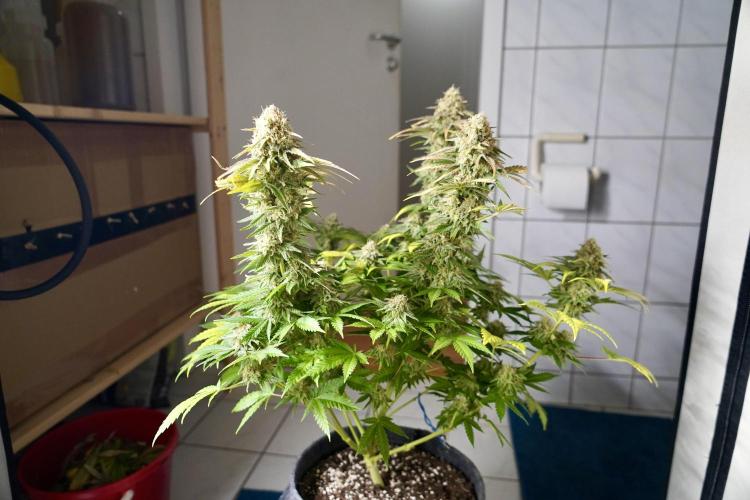 Gorilla Girl #2025. Week 13 - Day #91 F#53