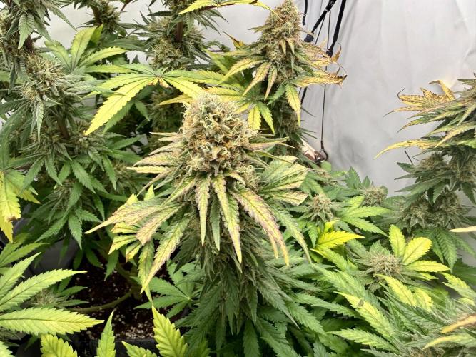 Gorilla Girl #2025. Week 13 - Day #91 F#53