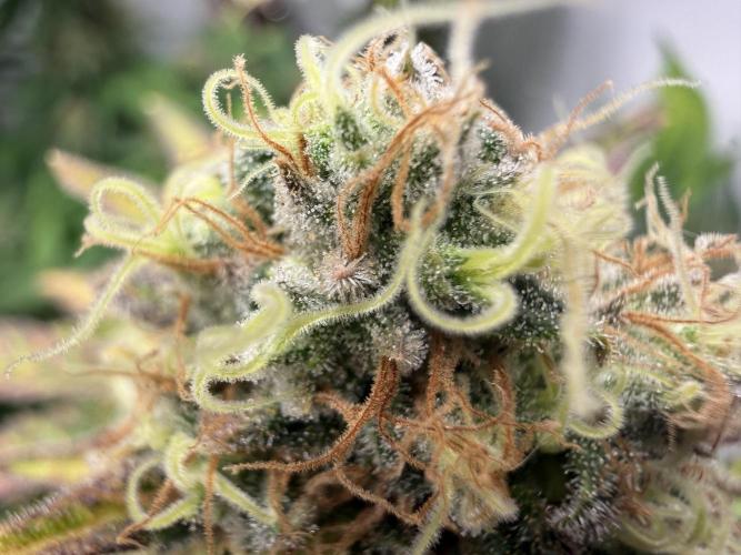 Gorilla Girl #2025. Week 13 - Day #91 F#53