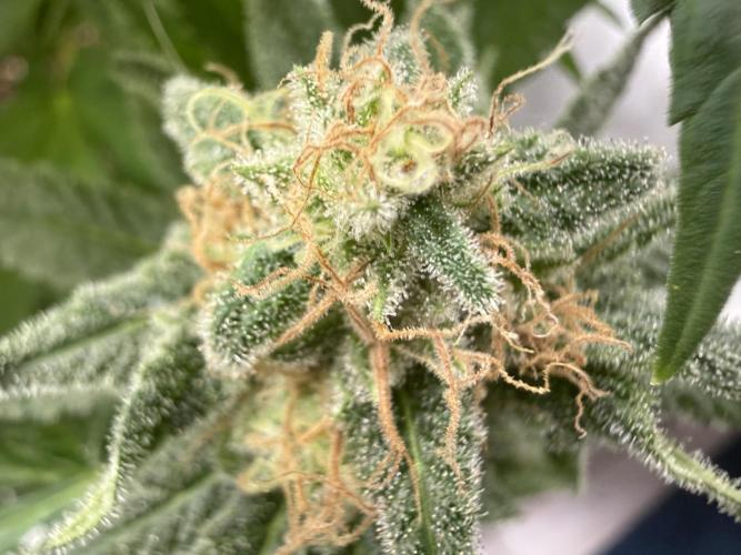 Gorilla Girl #2025. Week 13 - Day #91 F#53