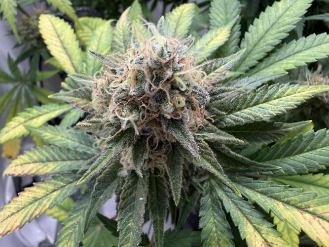 Gorilla Girl #2025. Week 13 - Day #91 F#53