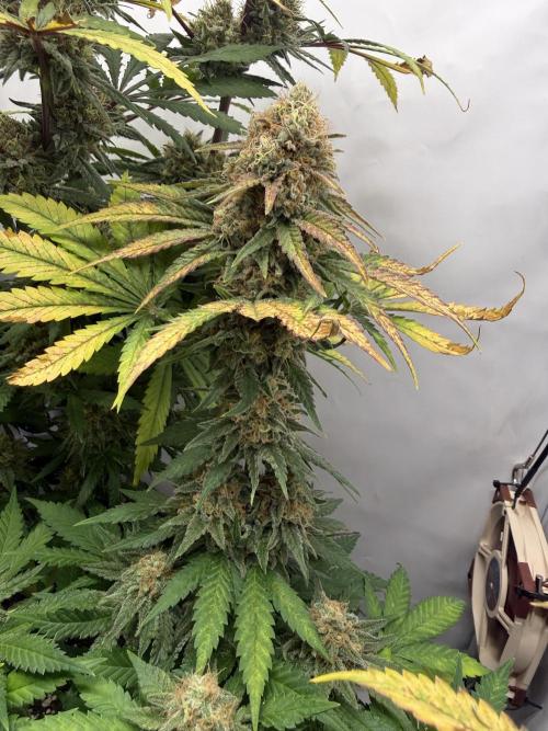 Gorilla Girl #2025. Week 13 - Day #91 F#53