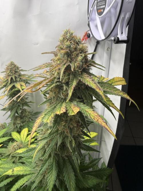 Gorilla Girl #2025. Week 13 - Day #91 F#53