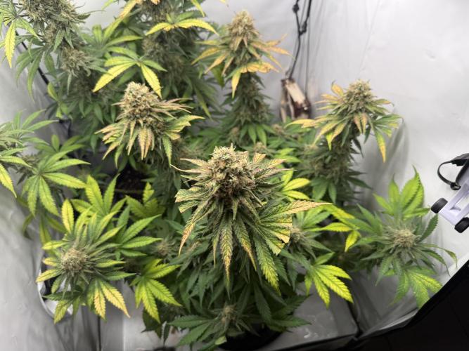 Gorilla Girl #2025. Week 13 - Day #91 F#53