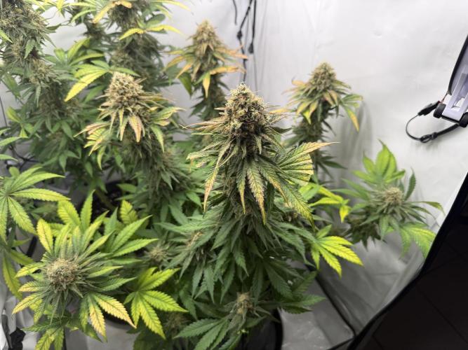 Gorilla Girl #2025. Week 13 - Day #91 F#53