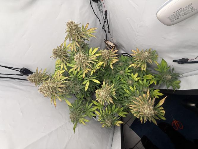 Gorilla Girl #2025. Week 13 - Day #91 F#53