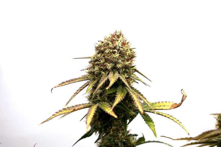 Raspberry Parfait #2025. Week 13 - Day #91 F#53