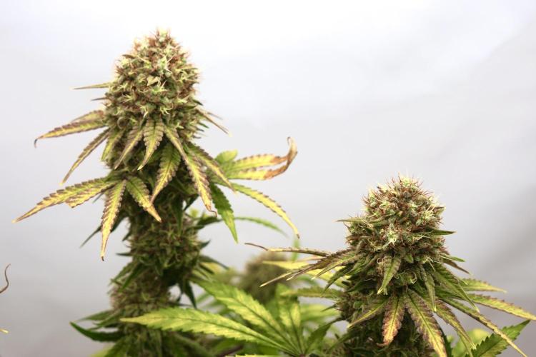 Raspberry Parfait #2025. Week 13 - Day #91 F#53