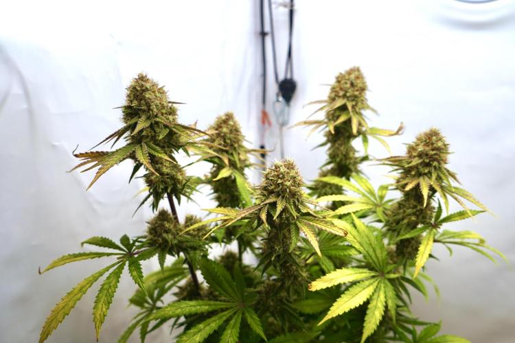 Raspberry Parfait #2025. Week 13 - Day #91 F#53