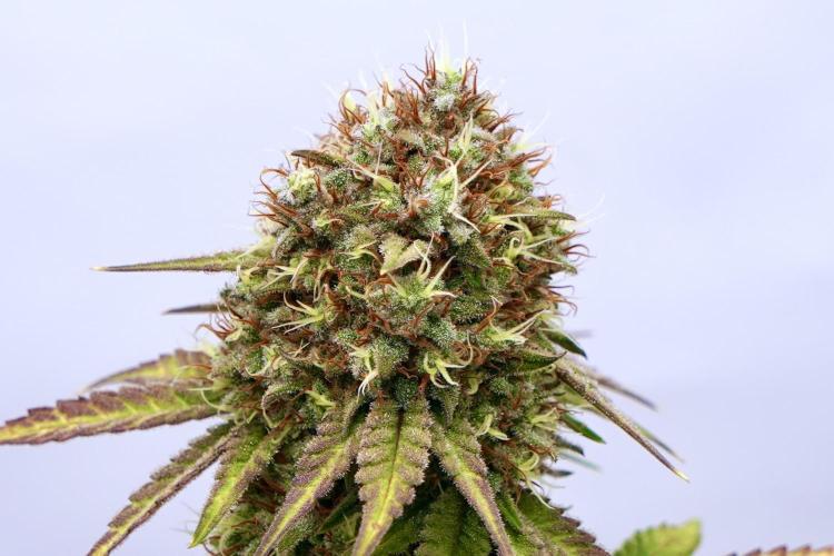 Raspberry Parfait #2025. Week 13 - Day #91 F#53