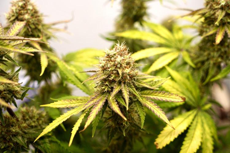 Raspberry Parfait #2025. Week 13 - Day #91 F#53