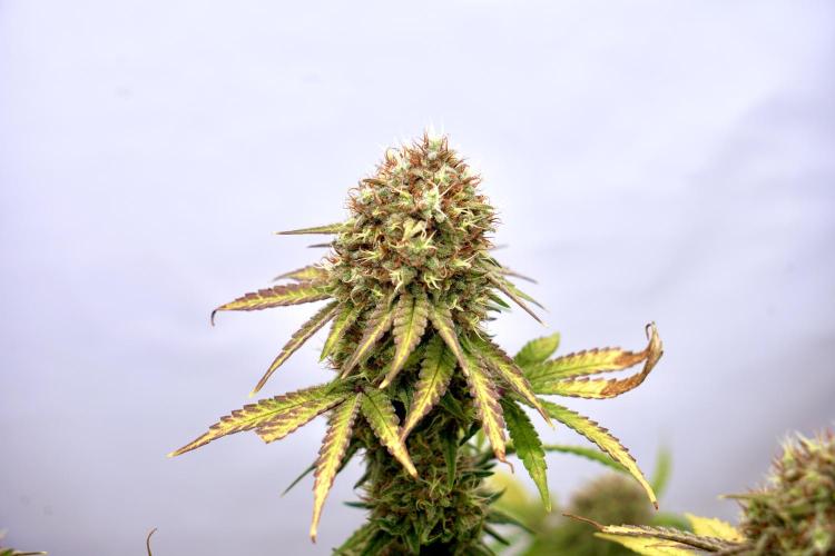 Raspberry Parfait #2025. Week 13 - Day #91 F#53