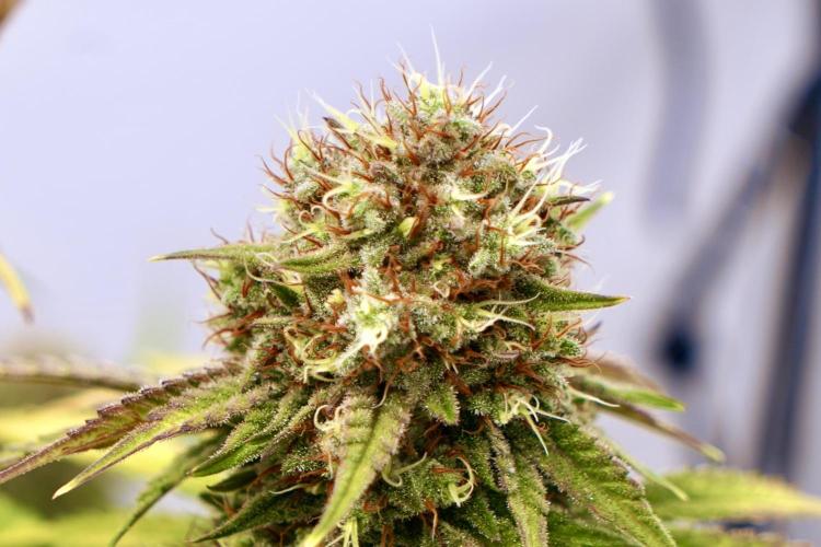 Raspberry Parfait #2025. Week 13 - Day #91 F#53