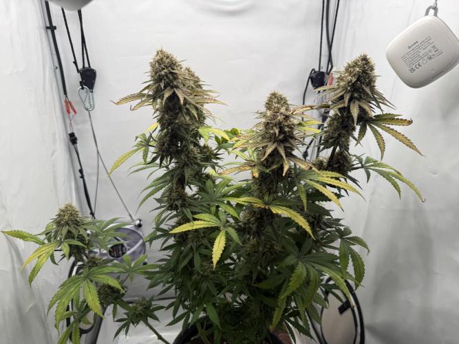 Raspberry Parfait #2025. Week 13 - Day #91 F#53v