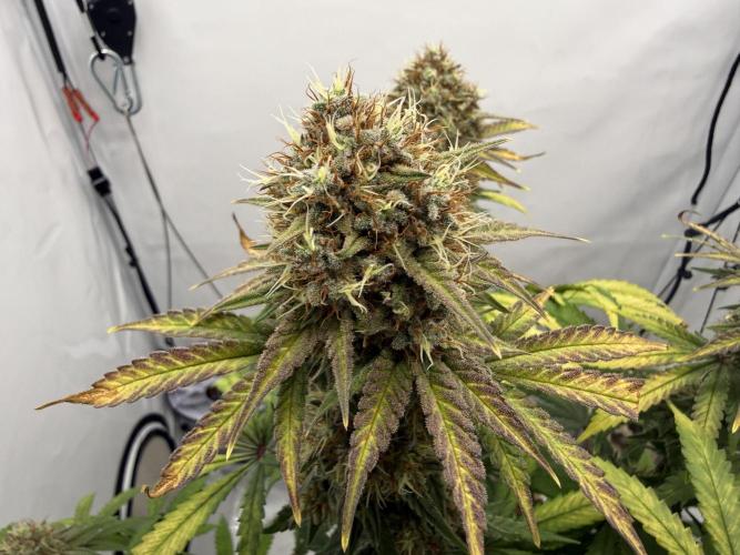 Raspberry Parfait #2025. Week 13 - Day #91 F#53