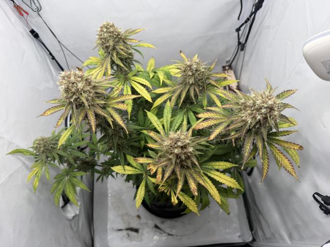 Raspberry Parfait #2025. Week 13 - Day #91 F#53