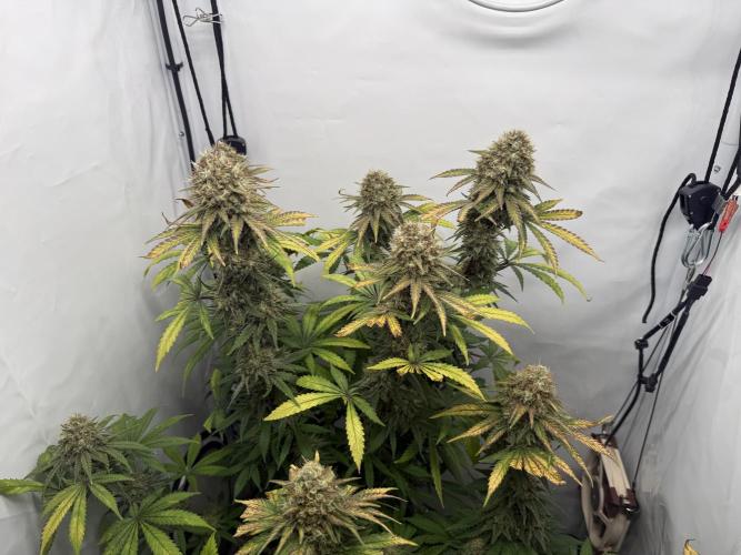 Raspberry Parfait #2025. Week 13 - Day #91 F#53