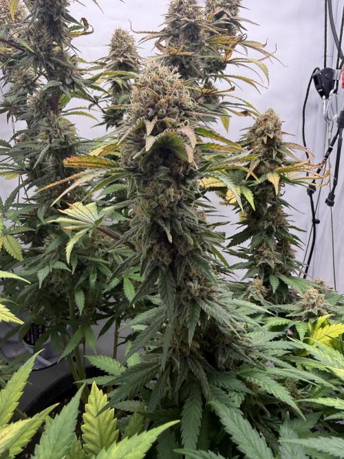 Raspberry Parfait #2025. Week 13