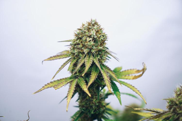 Raspberry Parfait #2025. Week 13