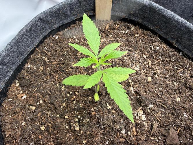 Pistachio #2025. Week 2 - Day #24