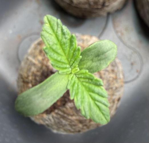 Pistachio #2025. Week 1 - #2 Day #8 #1