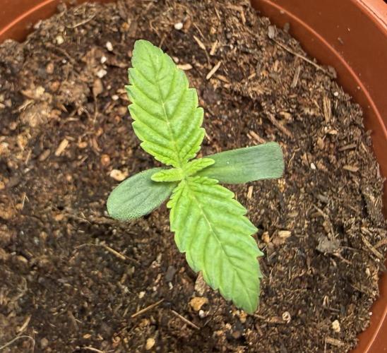 G.S. Cookies #2025. Week 1 - #2 Day #10 #1