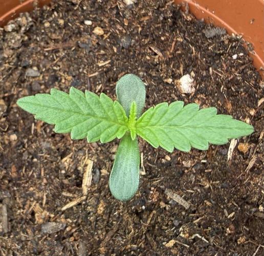 Jelly Donutz #2025. Week 1 - #2 Day #10 #1