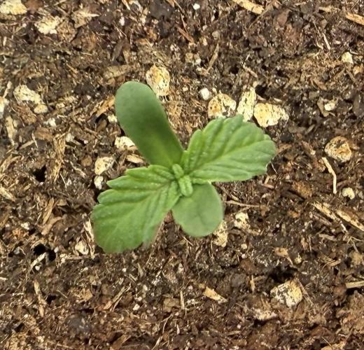 Pistachio #2025. Week 1 - #2 Day #10 #1