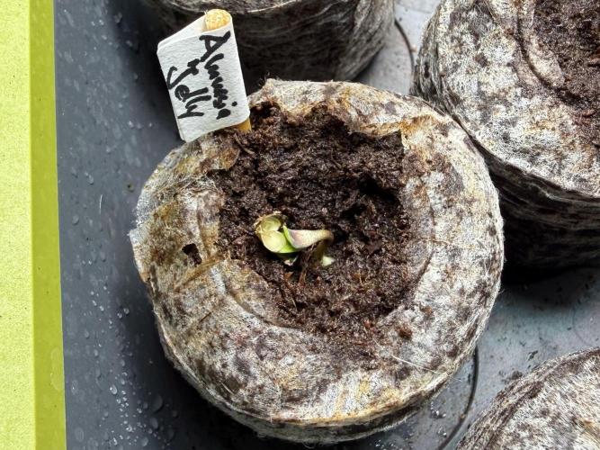 Amnesia Jelly #2025. Week 0 - Day #04