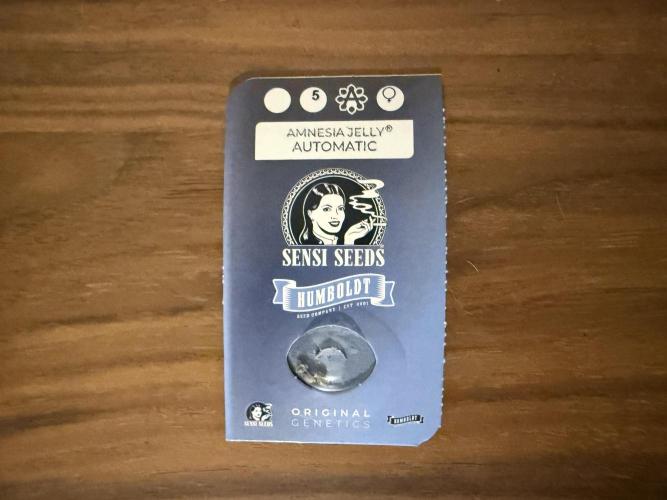 Amnesia Jelly #2025. Week 0 - Day #00