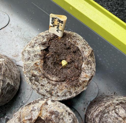 Hindu Kush #2025. Week 0 - Day #04