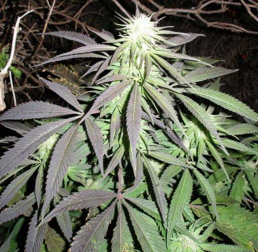 Hindu Kush #2025. Week 0 - 2006