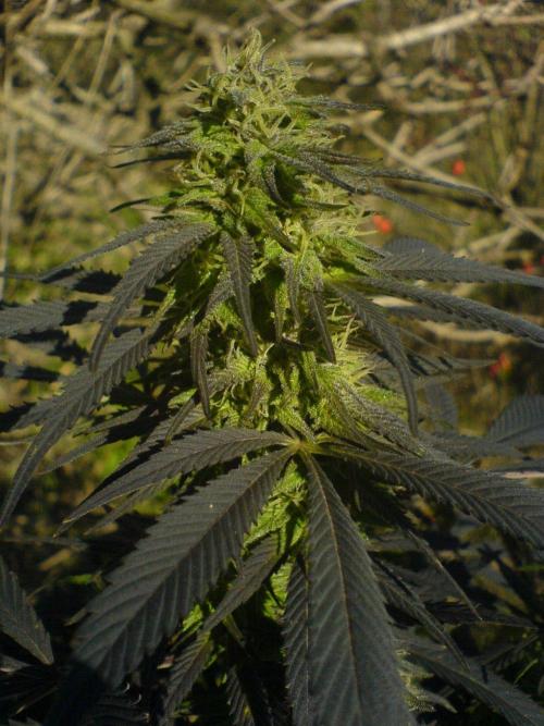 Hindu Kush #2025. Week 0 - 2006