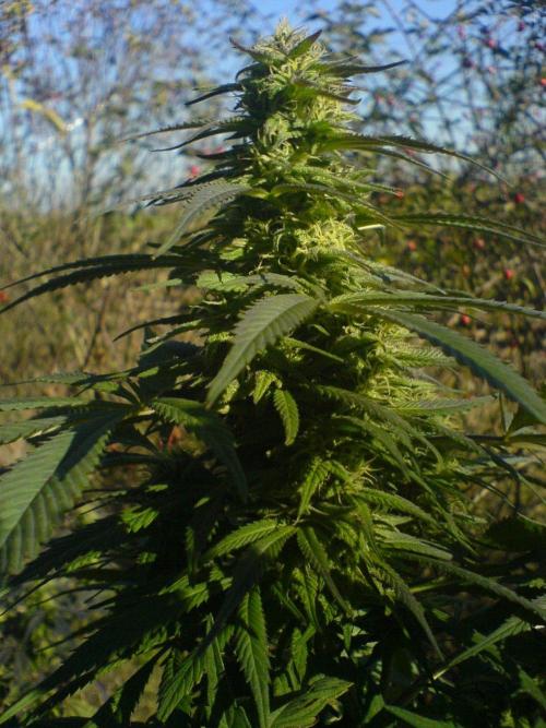 Hindu Kush #2025. Week 0 - 2006