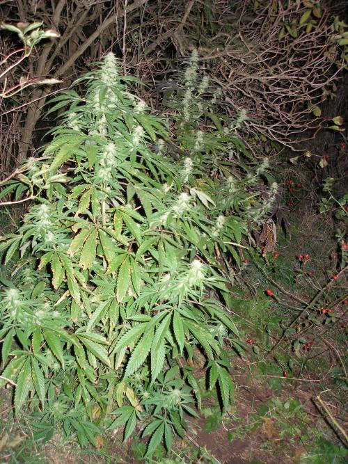 Hindu Kush #2025. Week 0 - 2006