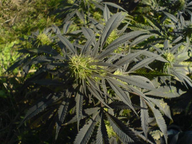 Hindu Kush #2025. Week 0 - 2006