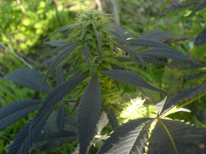 Hindu Kush #2025. Week 0 - 2006